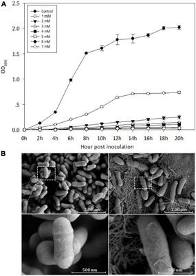 Genomic Insights Into Cadmium Resistance of a Newly Isolated, Plasmid-Free Cellulomonas sp. Strain Y8